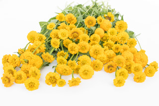 Cínie Lilliput Yellow, Loukykvět