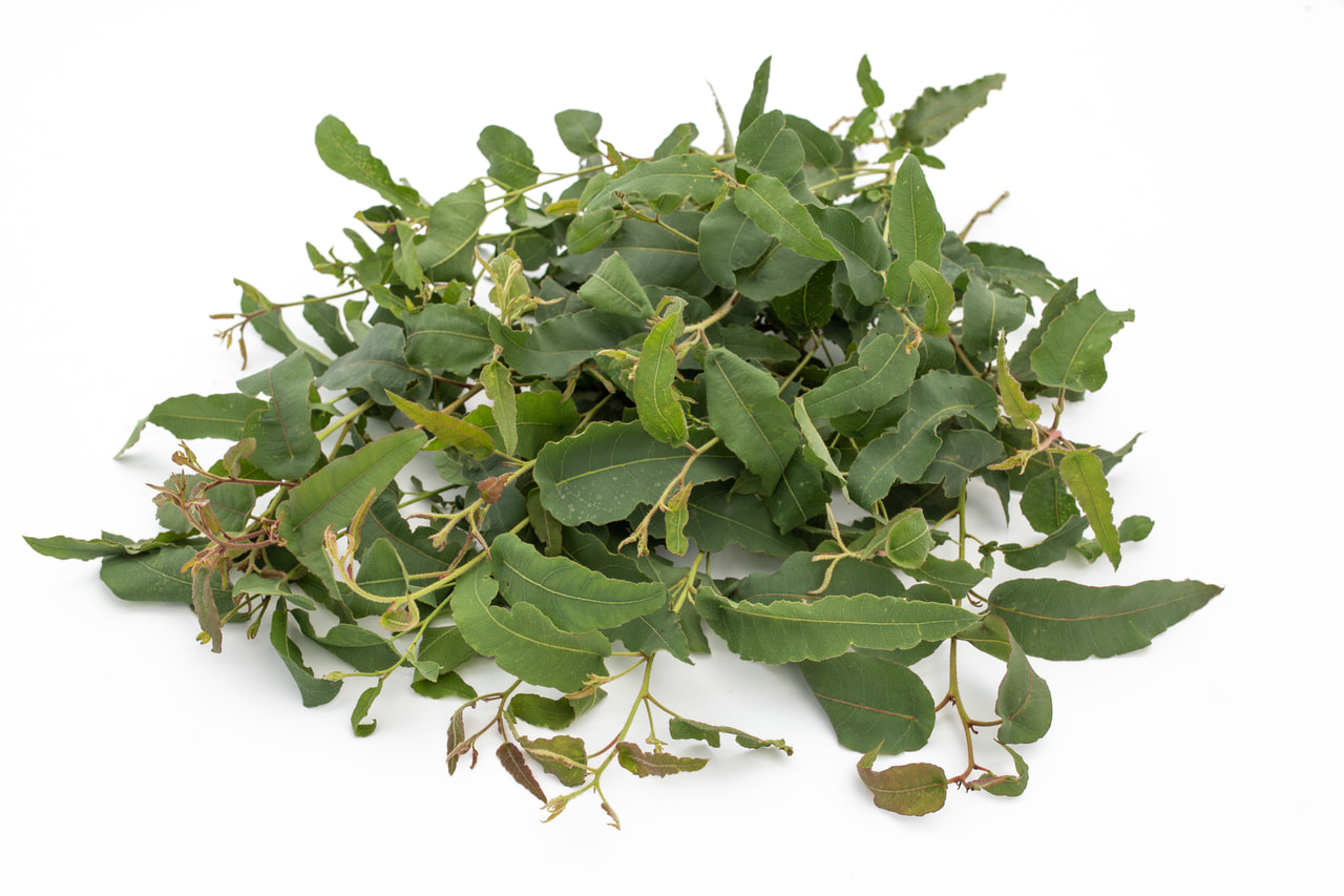 Eukalyptus citrónový, Loukykvět