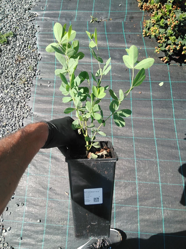 Baptisie Minor - 19. 8. 2025