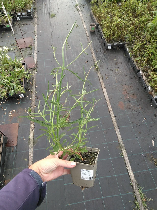 Verbena arrow-leaved Pink Spires - 11. 7. 2025