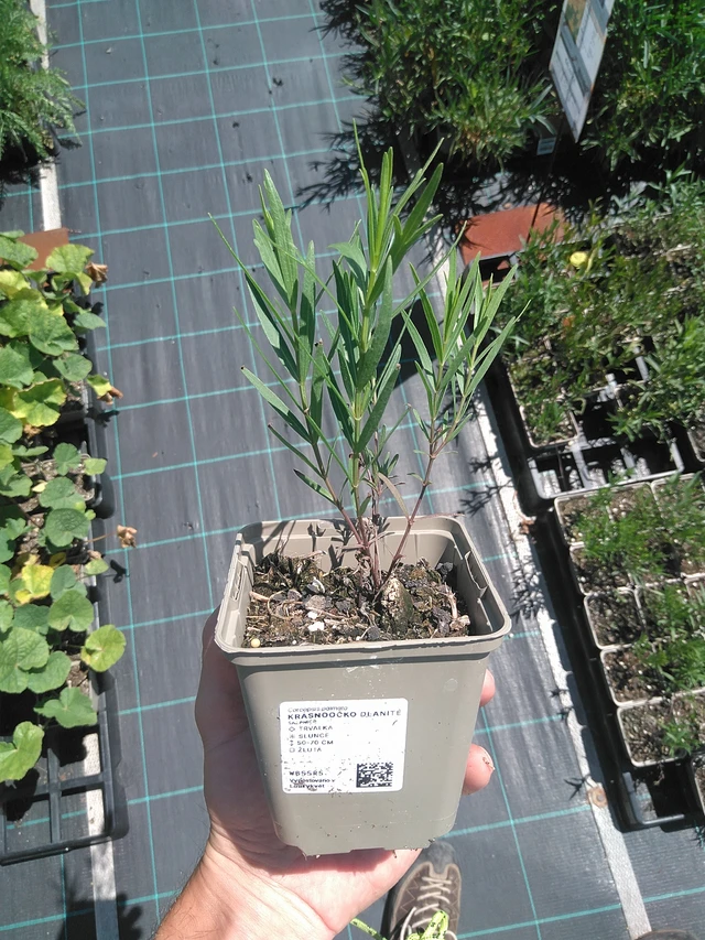 Coreopsis palmata - 24. 6. 2025