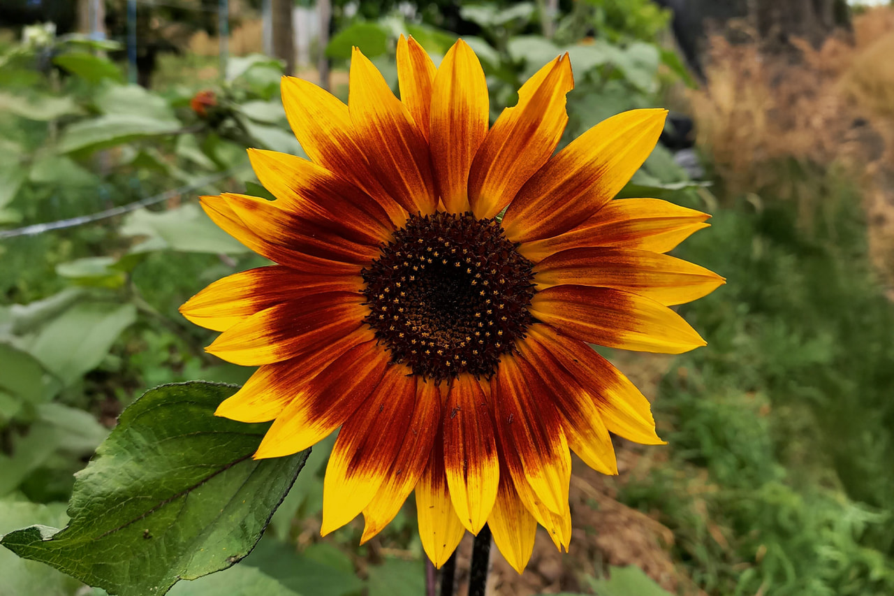 Slunečnice Evening Sun, Loukykvět