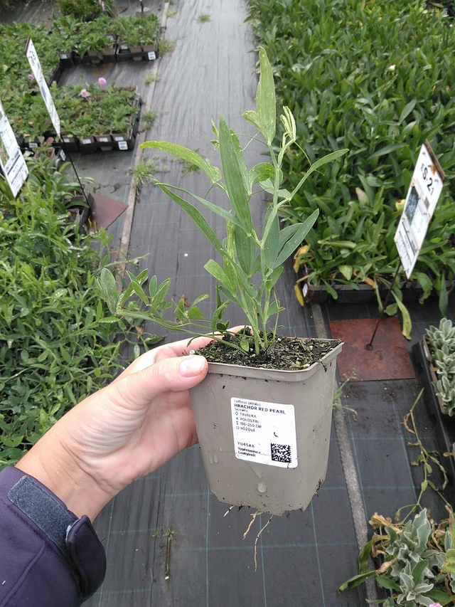 Hajuherne Red Pearl - 11. 7. 2025