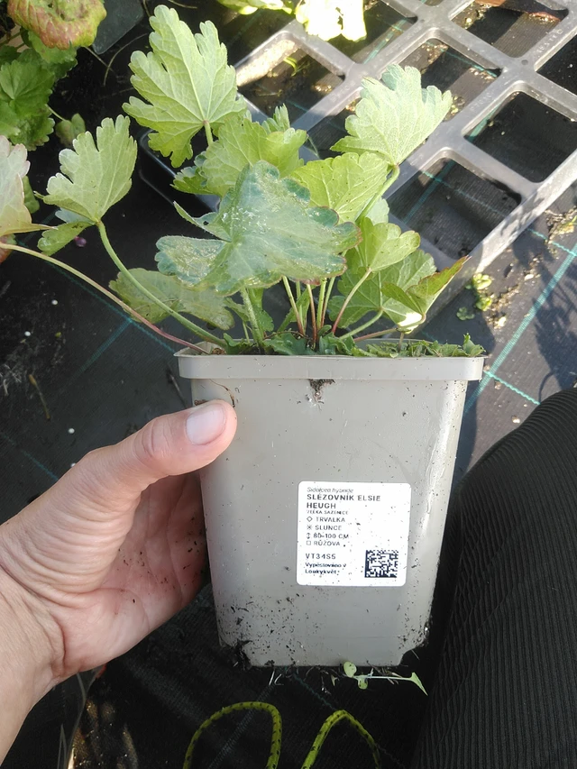 Malvike Elsie Heugh - 11. 9. 2025