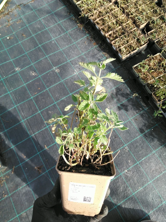 Šanta Six Hills Giant - 31. 10. 2025