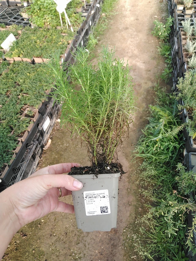 Svatolína olivová - 19. 8. 2025