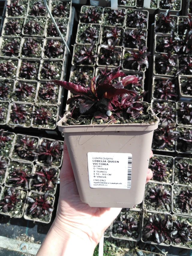 Lobelia Queen Victoria - 2024