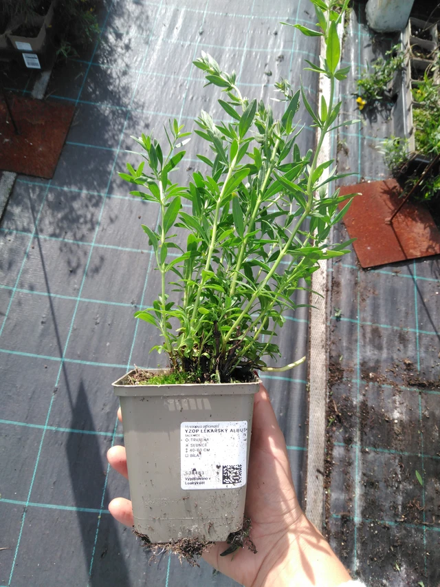 Hyssop lékařský Albus - 11. 9. 2025