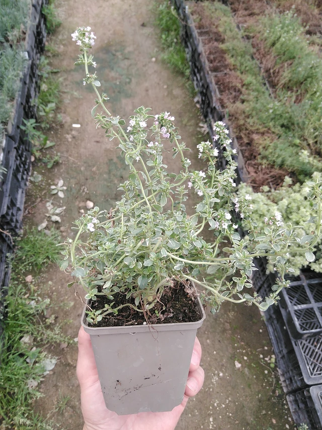 Tomillo Silver Queen - 30. 7. 2025