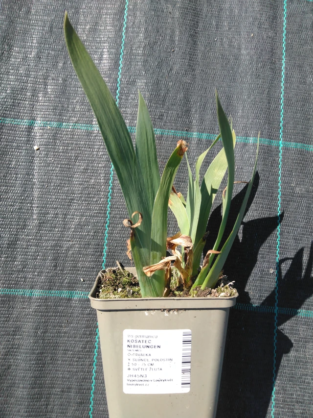 Lirio Nibelungen - 3. 4. 2025