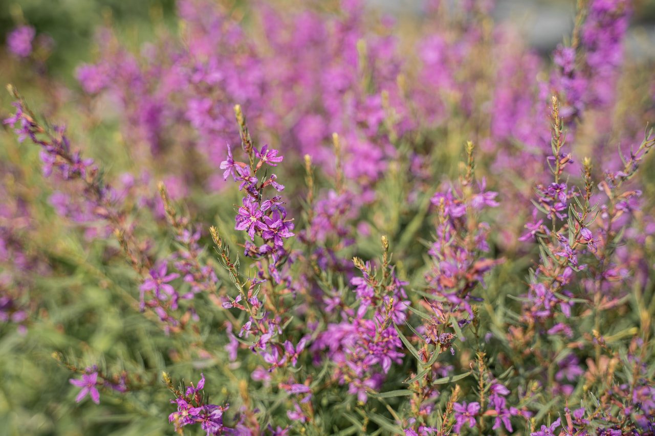 Kattestaart Swirl, Loukykvět