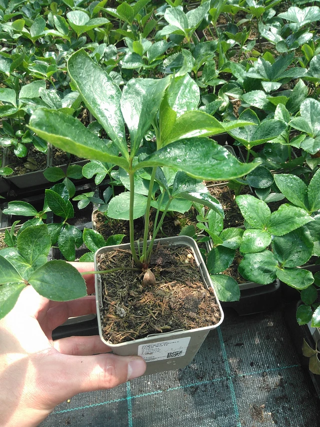 Čemeřice Double Ellen White - 24. 6. 2025