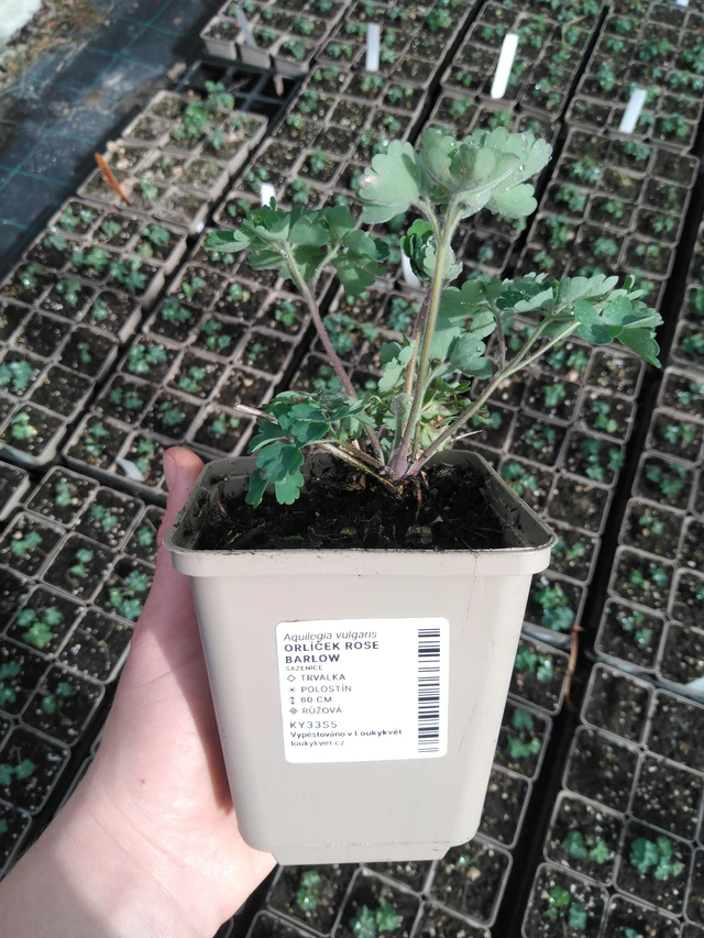 Columbine Rose Barlow - 2024