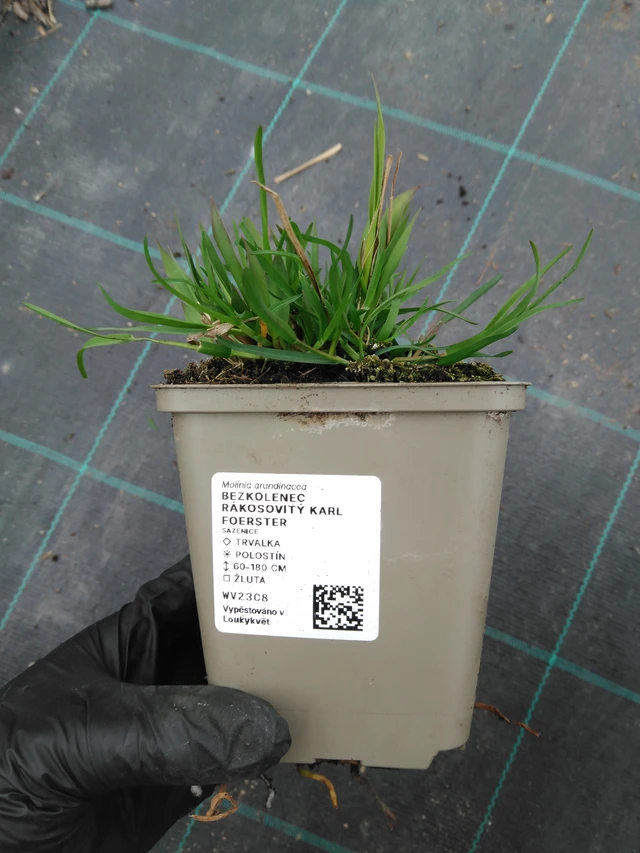 Bezkolenec rákosovitý Karl Foerster - 1. 4. 2026