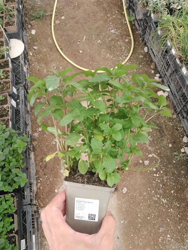 Menta albahaca - 1. 8. 2025