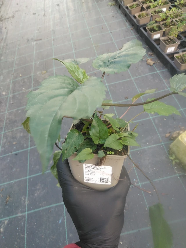 Malesiabonita Eastern Star - 13. 10. 2025