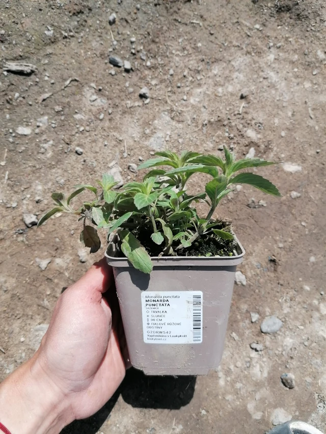 Monarda punctata - 2024