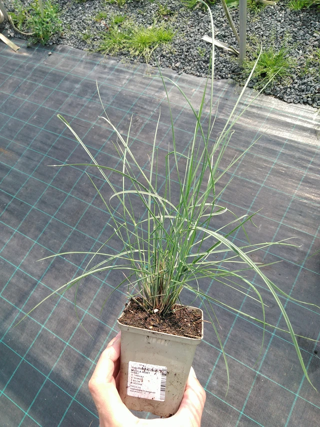 Muhla Ruby - 24. 6. 2025