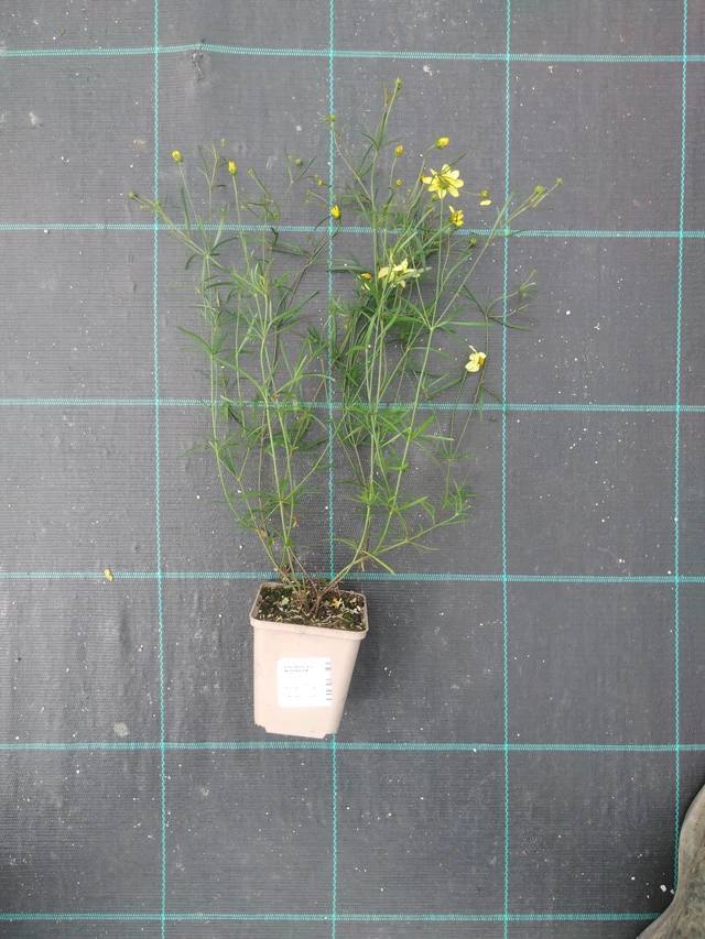 Krásnoočko Moonbeam - 2024