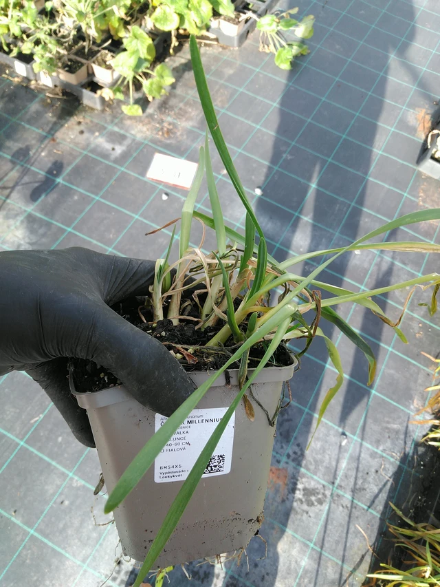 Laukka Millennium - 31. 10. 2025