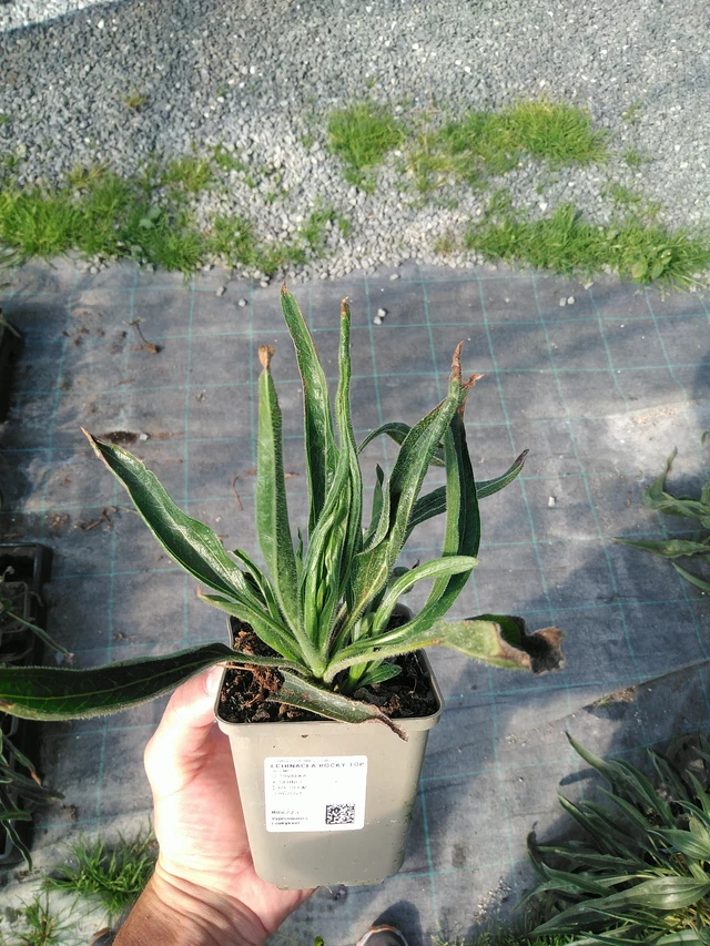 Echinacea Rocky Top - 19. 8. 2025
