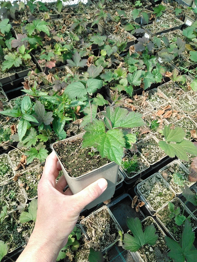 Sasanka plstnatá Robustissima - 13. 5. 2025