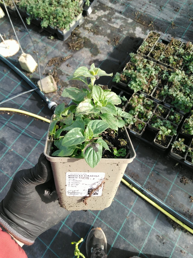 Mirrinminttu White Cloud - 31. 10. 2025