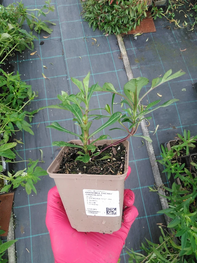 Cosmos Cherry Chocolate - 31. 7. 2025