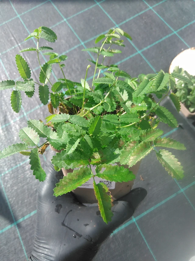 Veriruusuke Pink Tanna - 13. 10. 2025