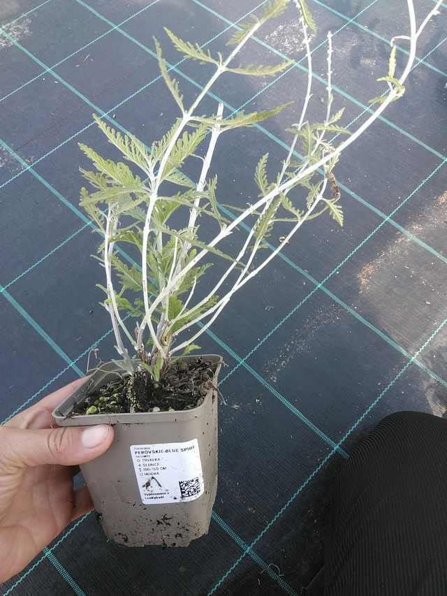 Pensaskanerva Blue Spire - 11. 9. 2025