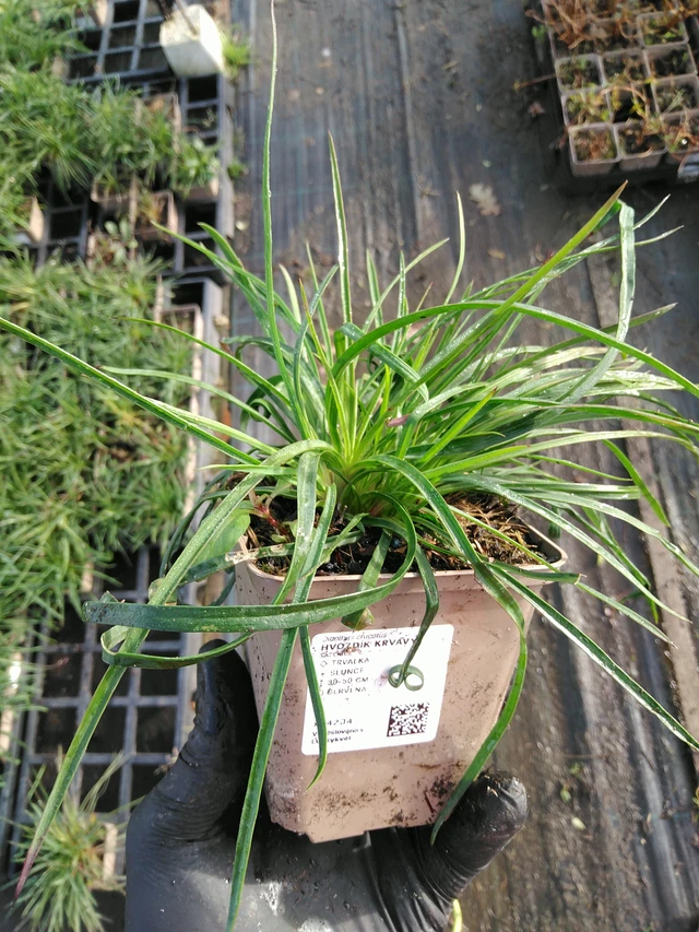 Verinilkkakukka - 31. 10. 2025