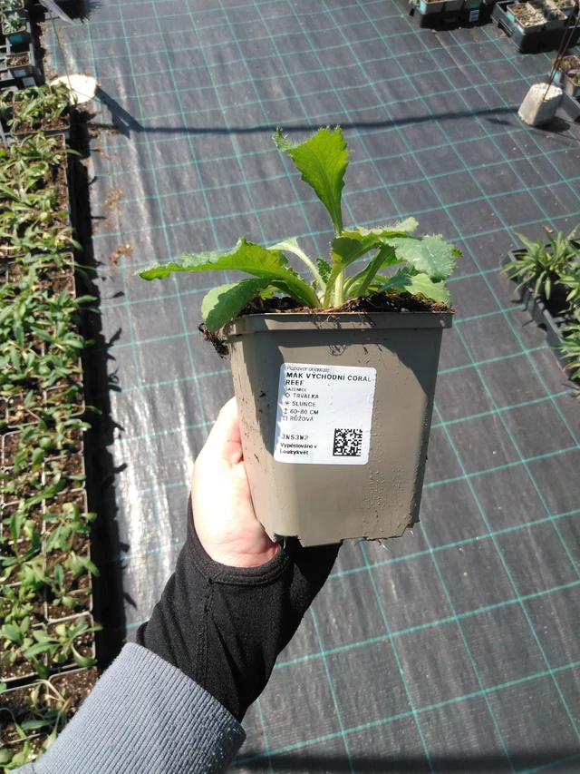 Mák východní Coral Reef - 13. 5. 2025