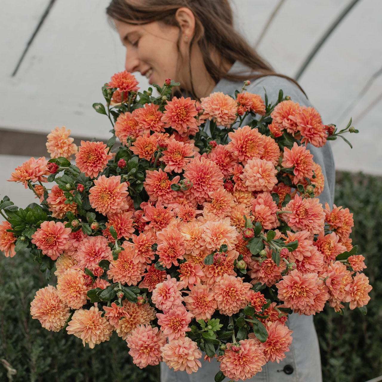 Chryzantéma Blenda Salmon, Loukykvět
