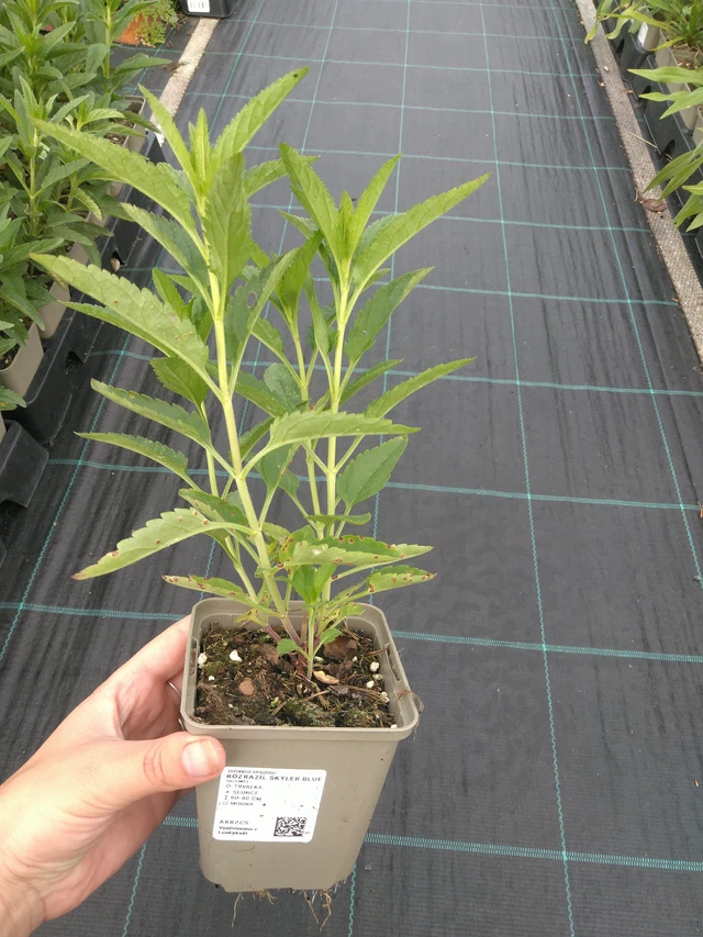 Veronica Skyler Blue - 11. 7. 2025