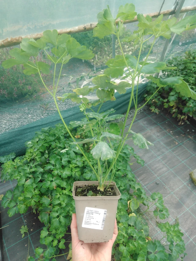 Akvileija Purple Barlow - 2024