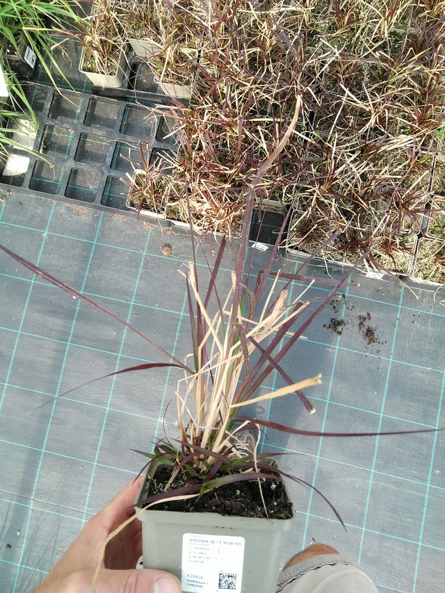 Pasto de fuente Rubens - 24. 6. 2025