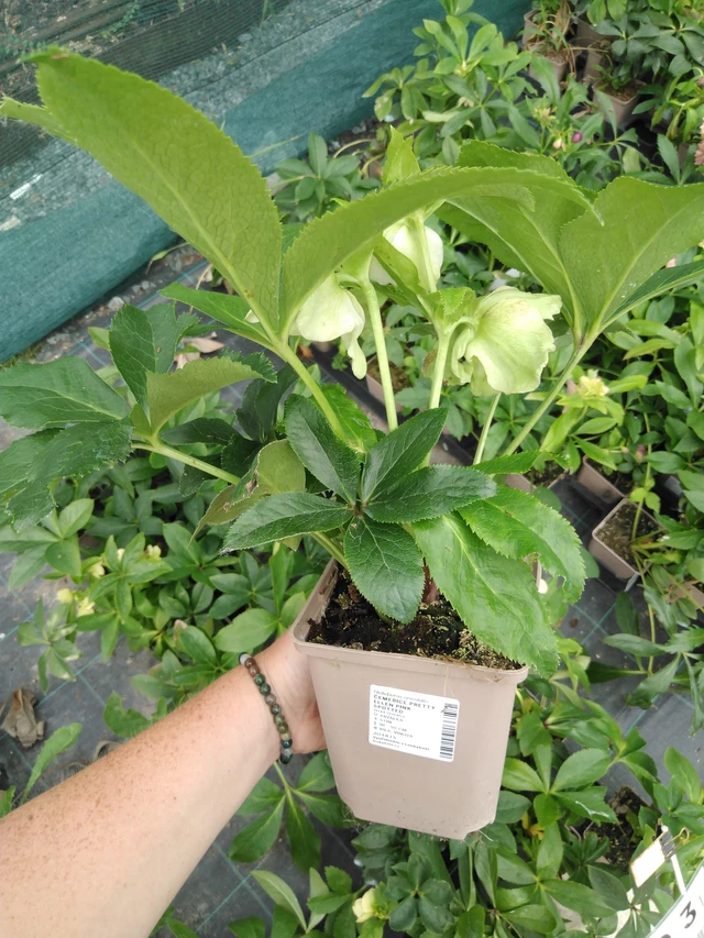 Eléboro Pretty Ellen Pink Spotted - 2024