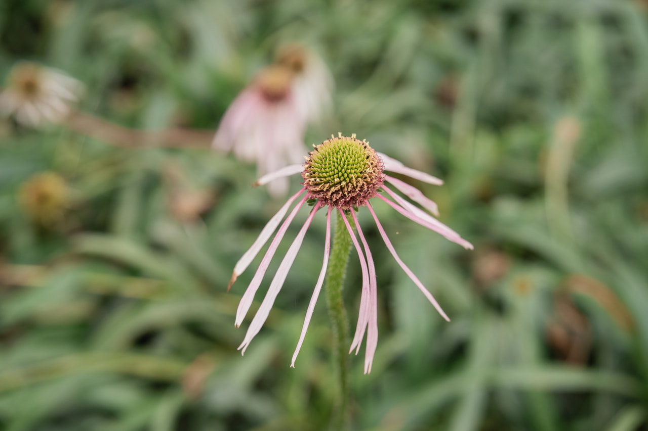 Echinacea Hula Dancer, Loukykvět