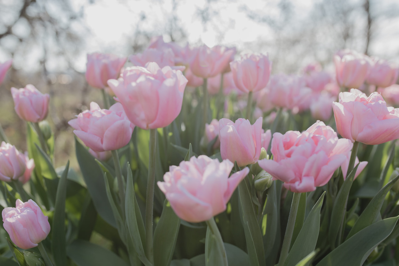 Tulipán Dreamer, Loukykvět