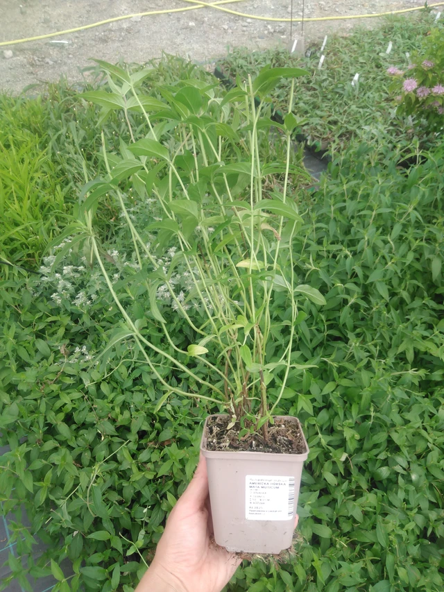 Menta de montaña americana Muticum - 2024