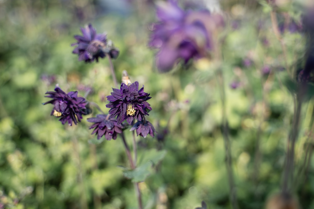 Orlíček Blue Barlow, Loukykvět