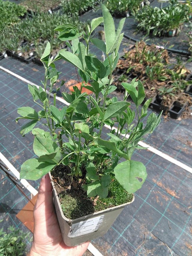 Altramuz - 24. 6. 2025