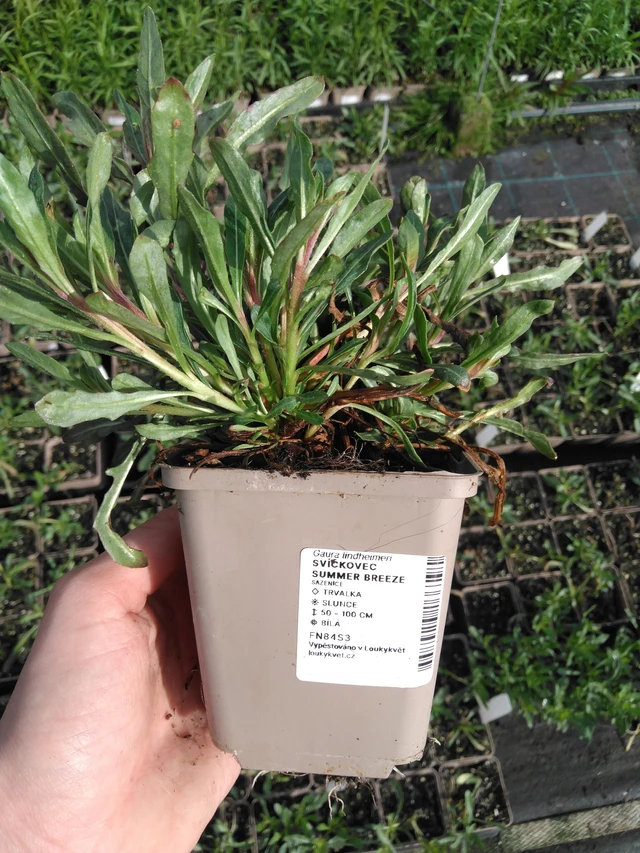 Kiiltomalva Summer Breeze - 2024