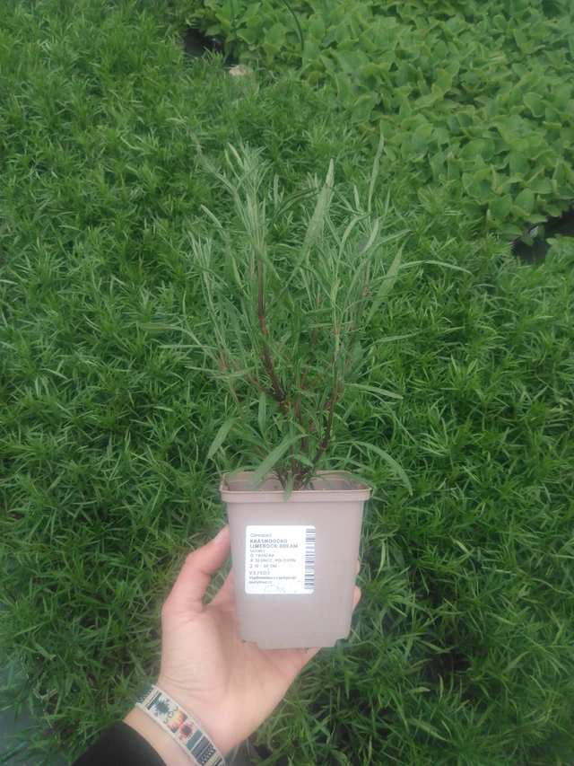 Krásnoočko Limerock Dream - 2024