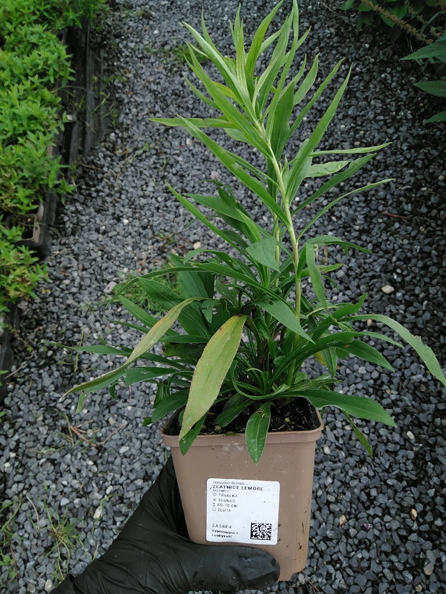 Solidago Lemore - 10. 9. 2025