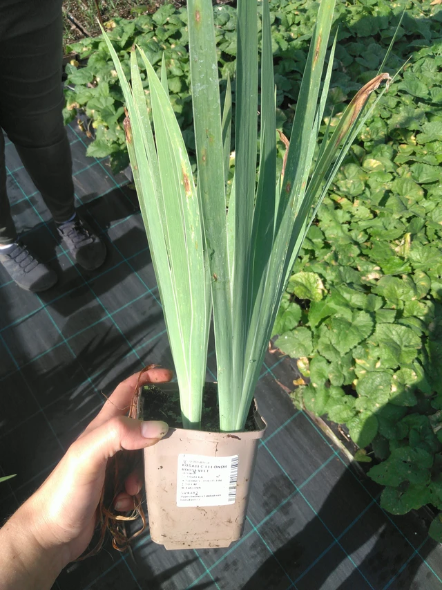 Kosatec Eleonor Roosevelt - 11. 7. 2025