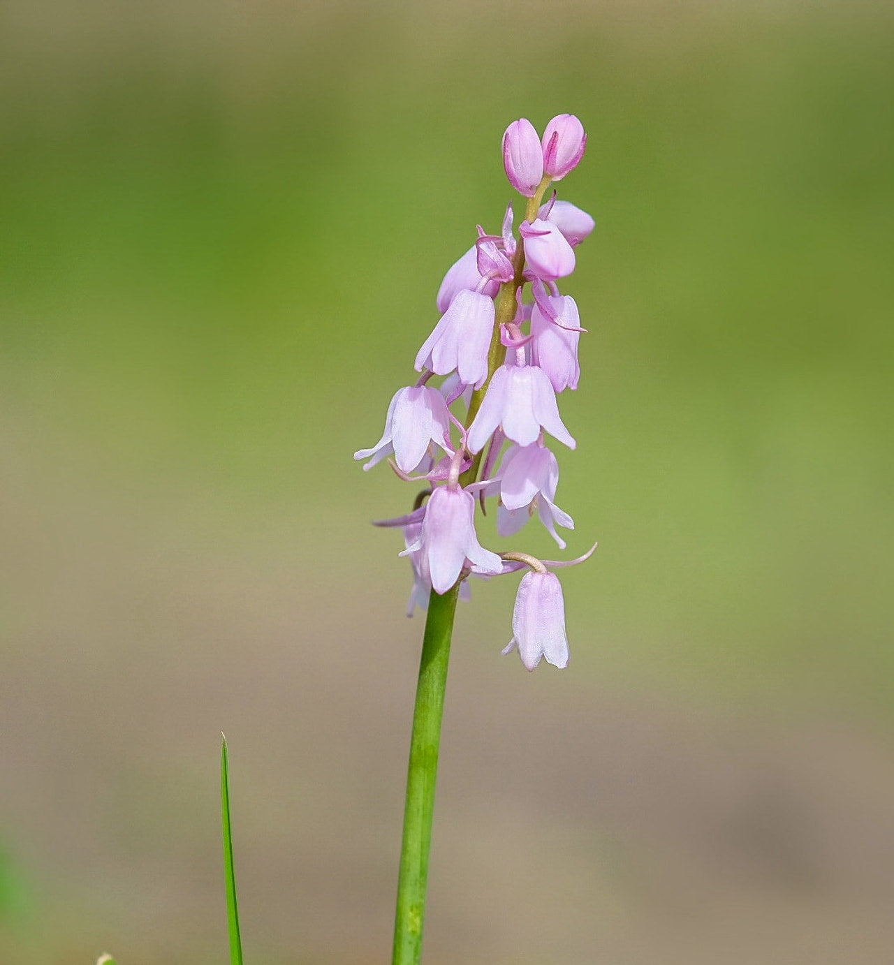 Hyacintovec španělský Mix, Loukykvět