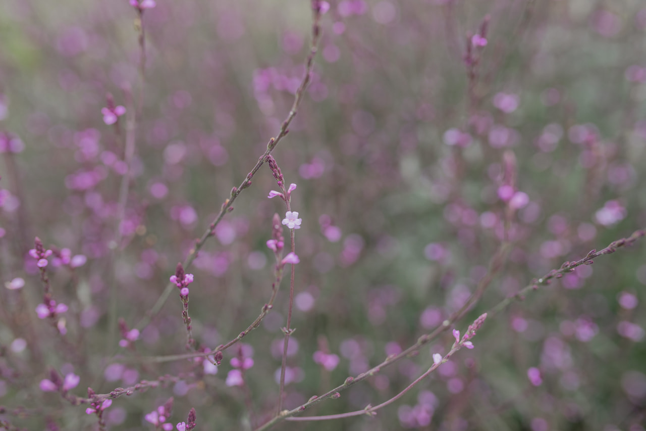 Verbena Bampton, Loukykvět