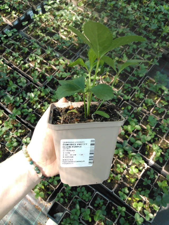 Eléboro Pretty Ellen Purple - 2024