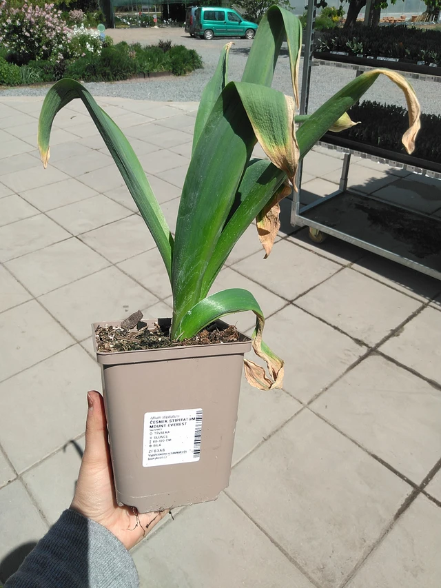 Laukka stipitatum Mount Everest - 15. 5. 2025